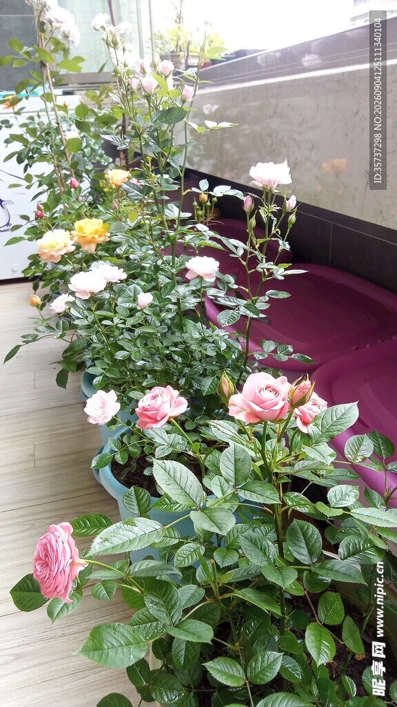 阳台月季花丛