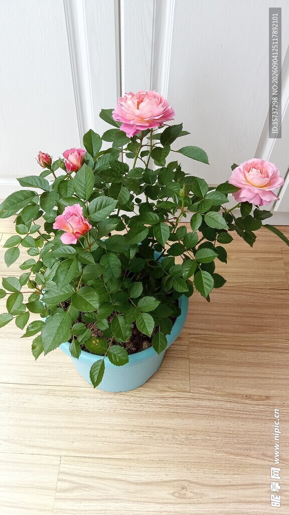 一盆月季花