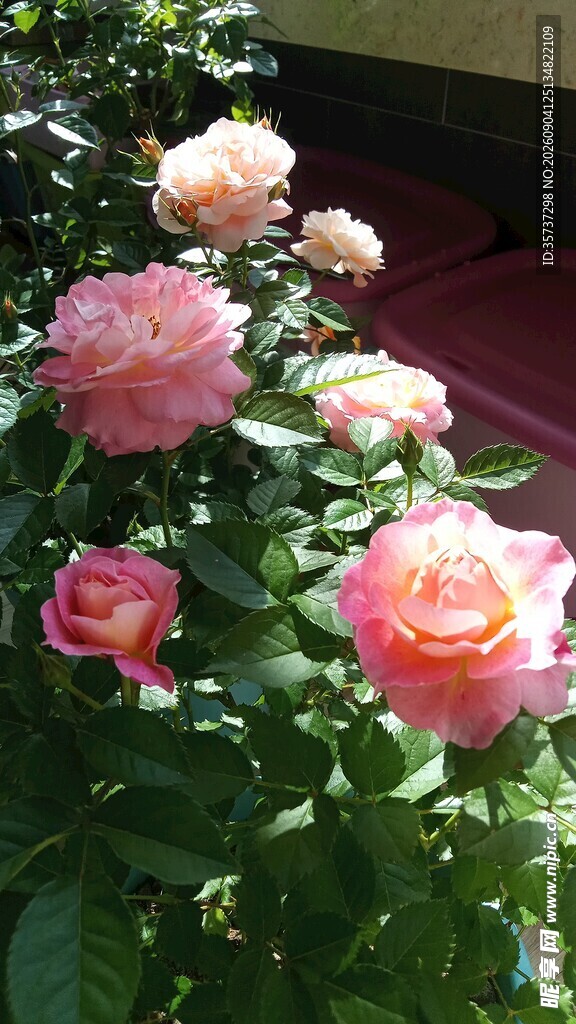 粉色月季花丛