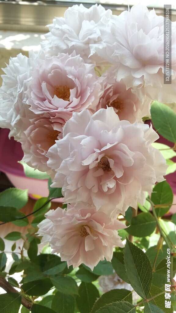 淡紫色月季花束