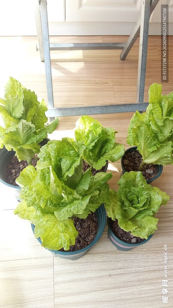 阳台有机蔬菜