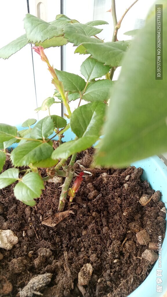 月季花长红笋