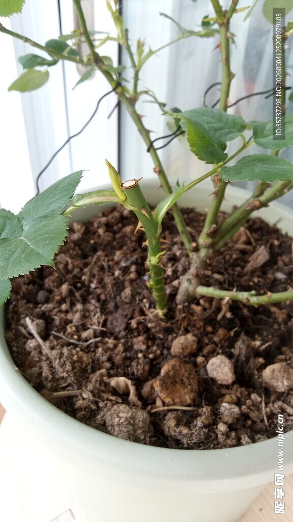 盆栽月季发芽