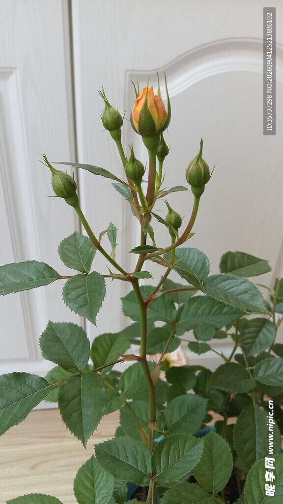 橙色月季花苞特写