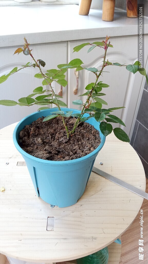 盆栽月季花苗