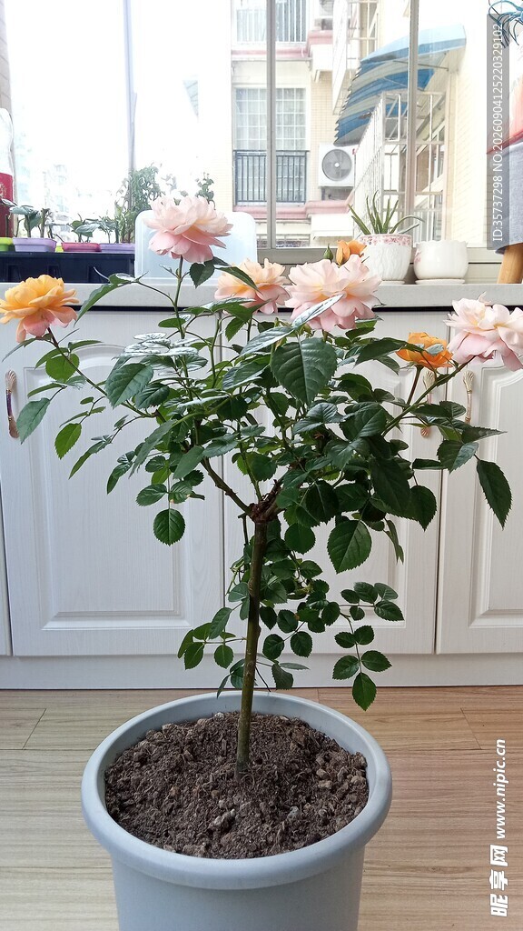 盆栽月季花树