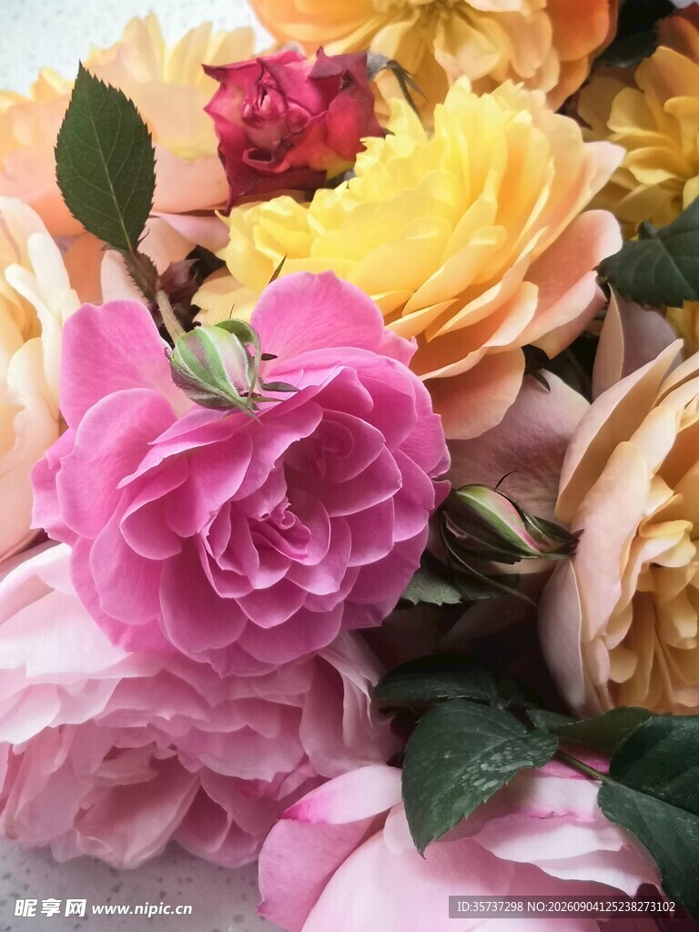 多色月季花