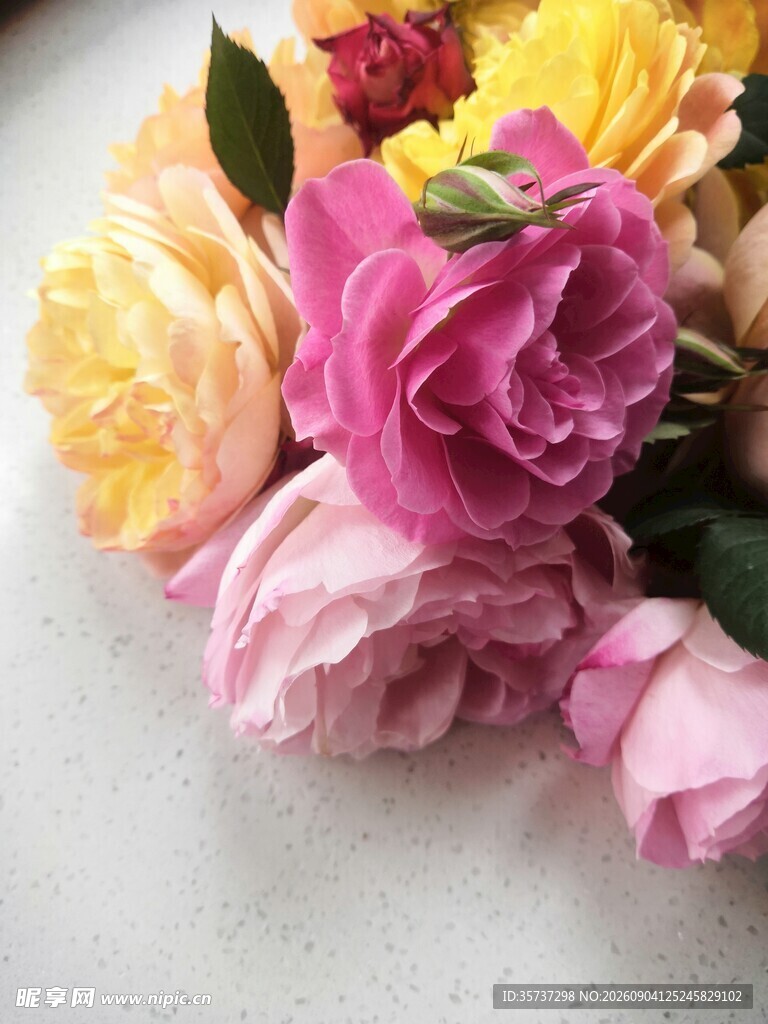 多彩玫瑰