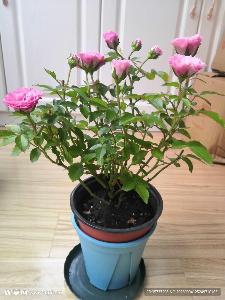 粉色月季花苞