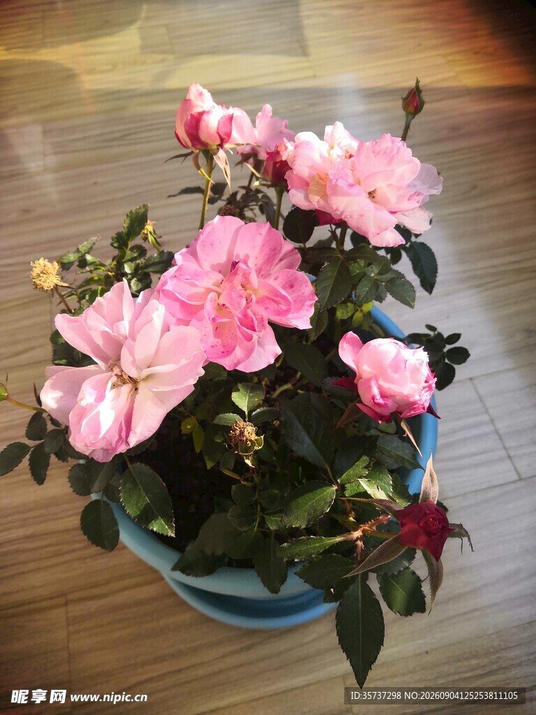 粉色月季花