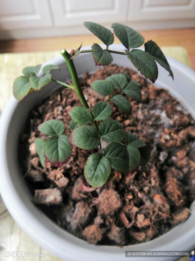 月季花后修剪