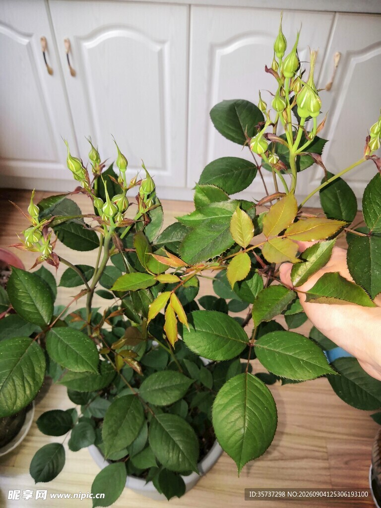 玫瑰花苞