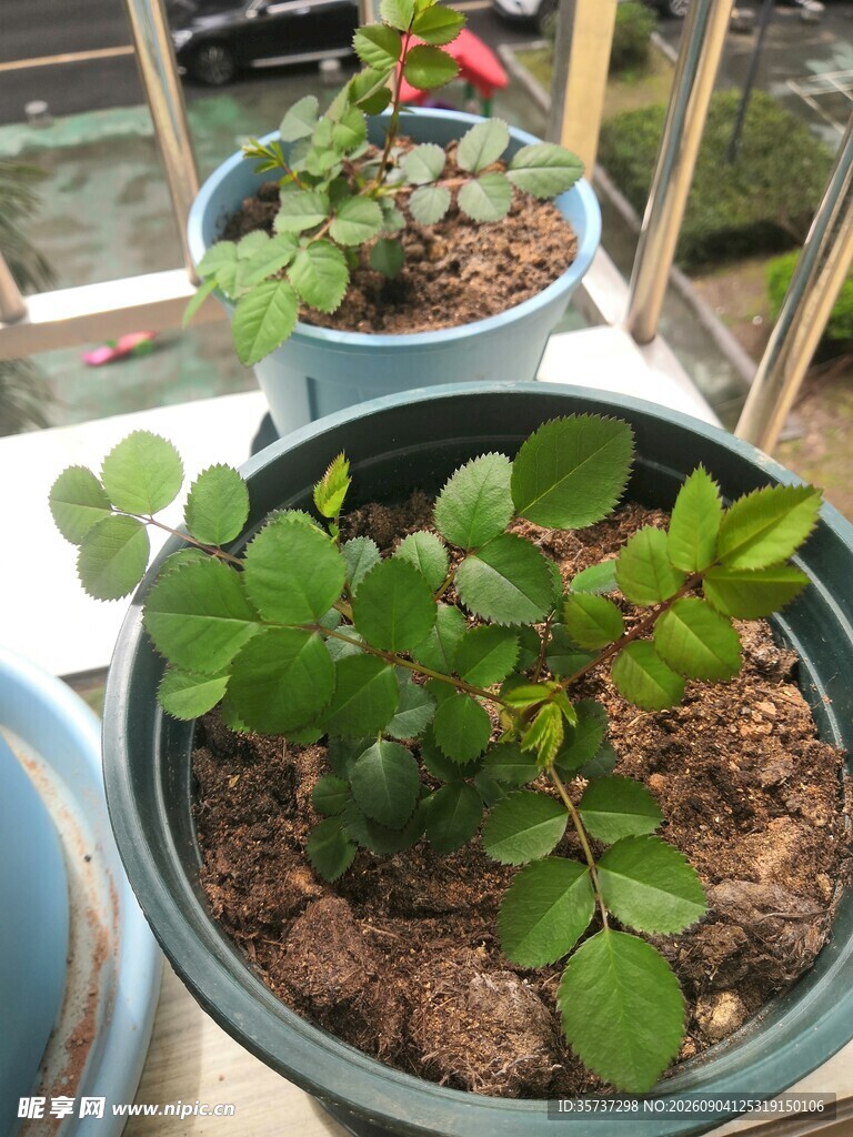 盆栽月季小苗