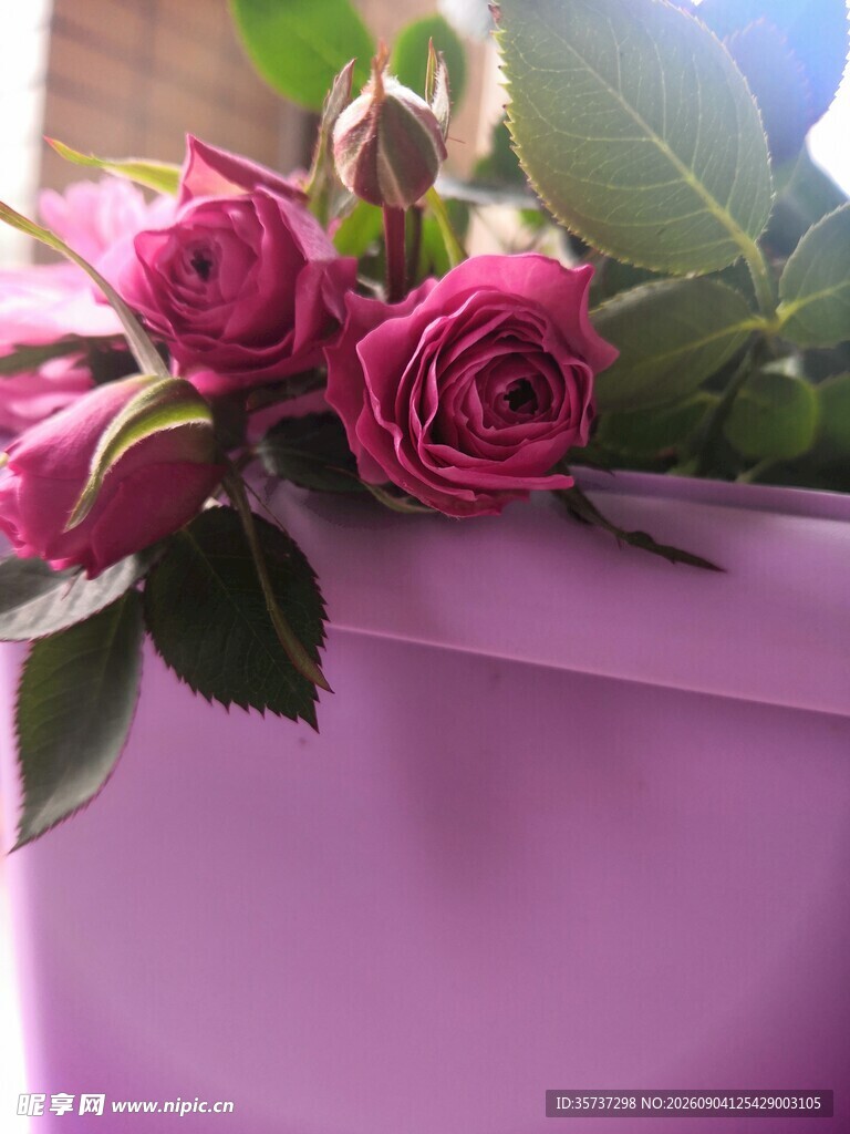 紫红玫瑰花