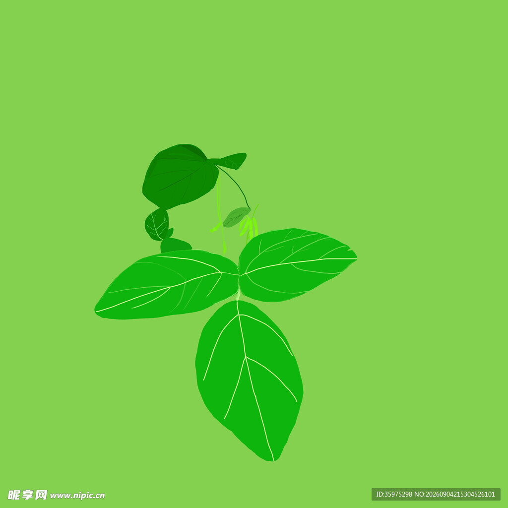 毛豆