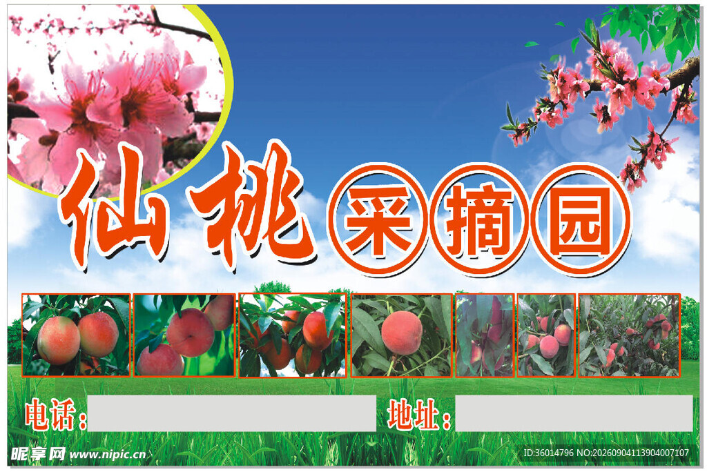 仙桃采摘园宣传海报
