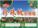 珍珠桃采摘园宣传海报
