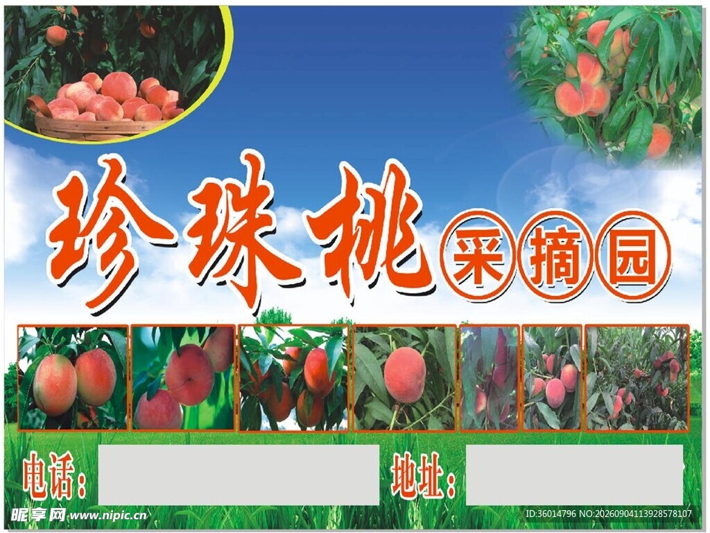 珍珠桃采摘园宣传海报