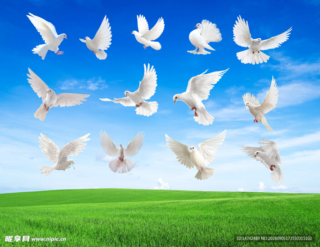 免扣鸽子和平鸽