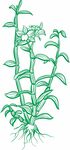 石斛绿色植物插画