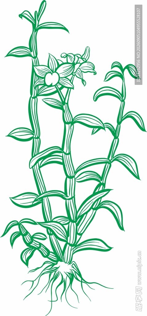 石斛绿色植物插画