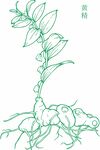 黄精植株形态图