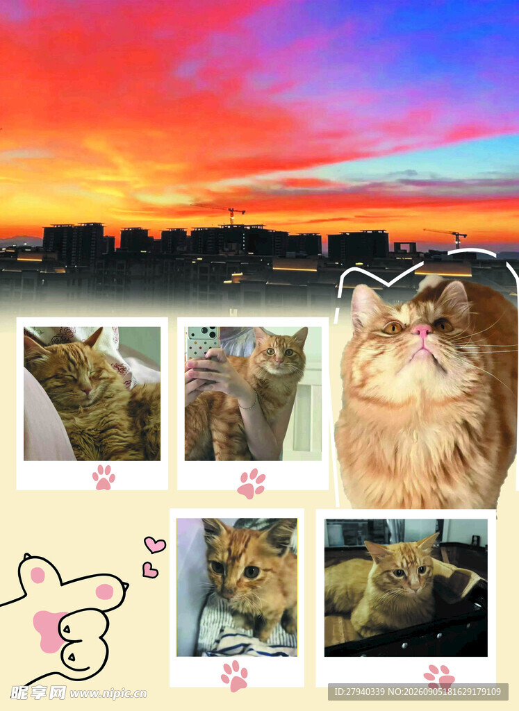 夕阳下猫咪的可爱瞬间
