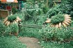 花园中的绿植与长椅景观