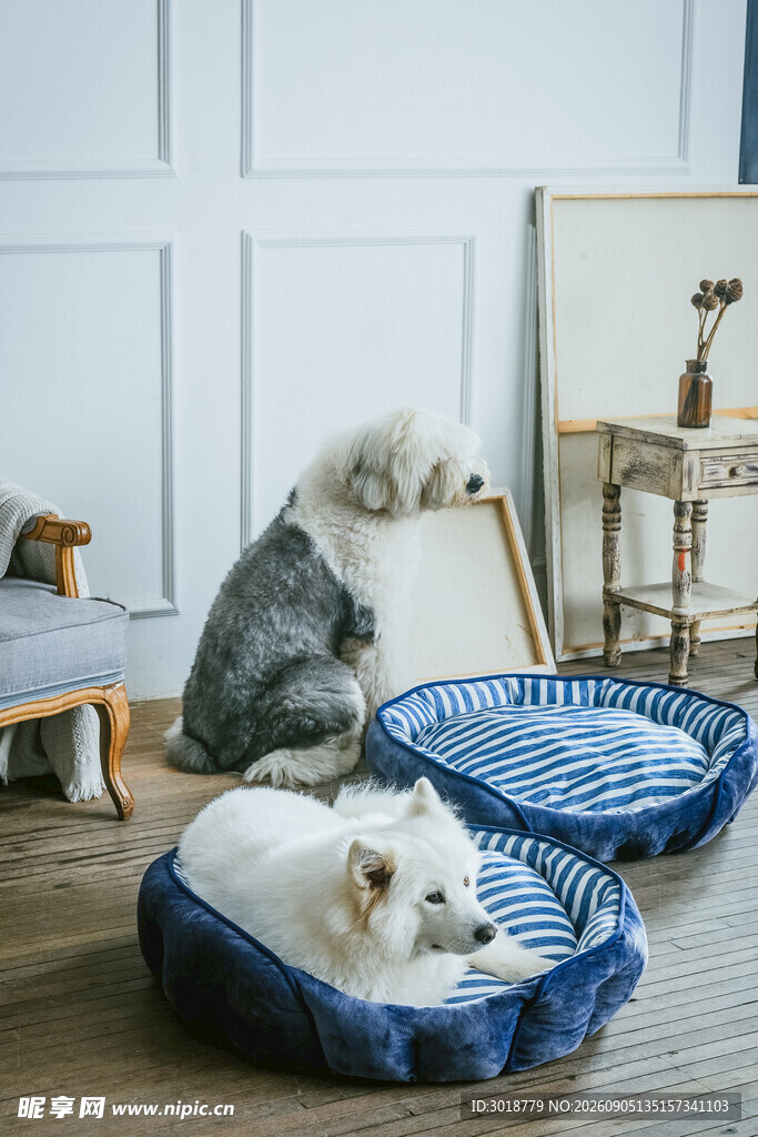 两只萌犬在舒适的室内休息