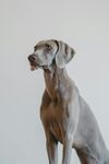 优雅魏玛猎犬端坐
