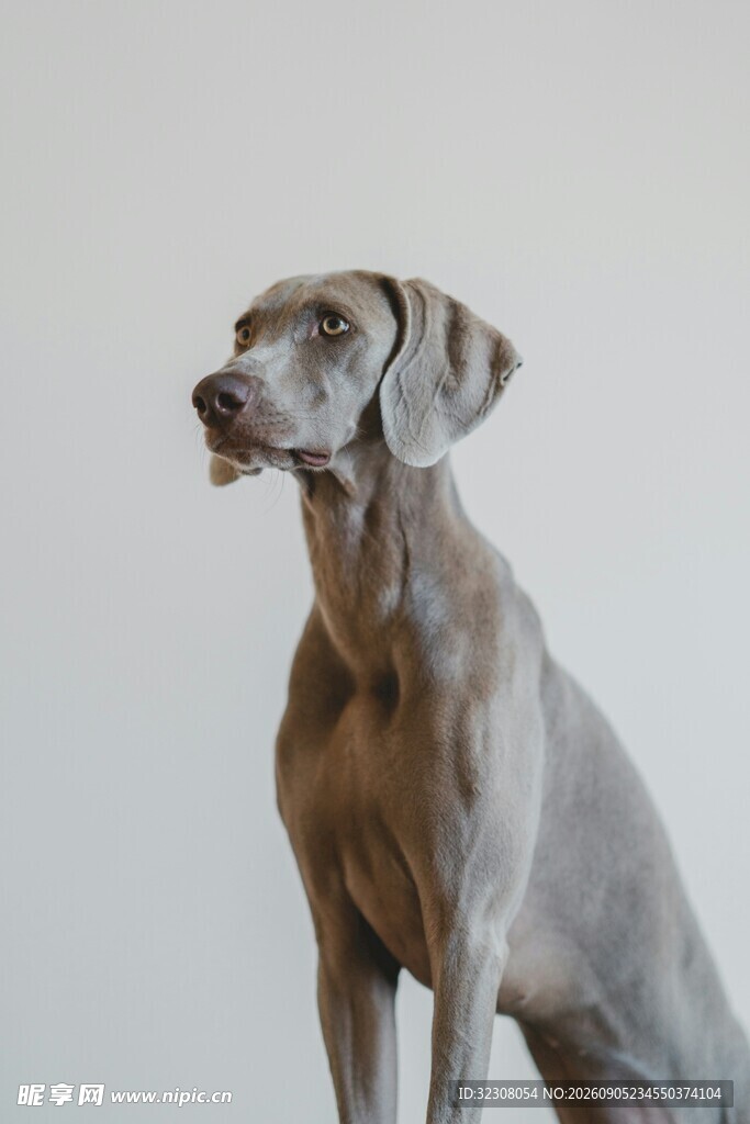 优雅魏玛猎犬端坐