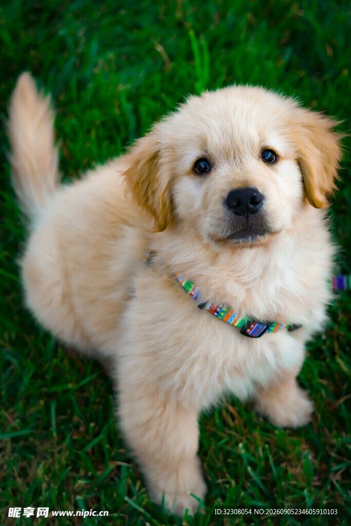 可爱金毛幼犬趴于绿草地