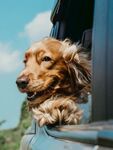 狗狗探身车窗外