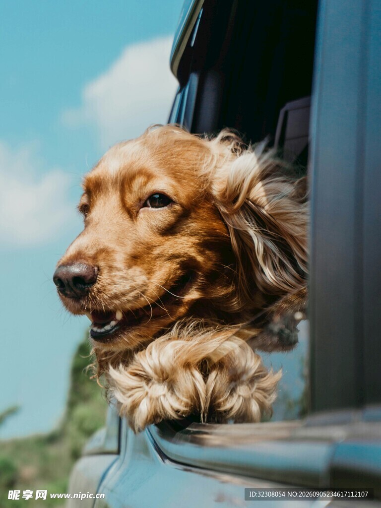 狗狗探身车窗外