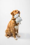 金毛犬叼着可爱抱枕