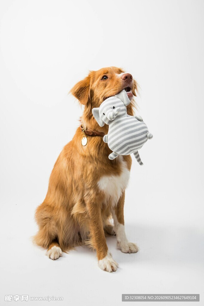 金毛犬叼着可爱抱枕