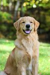 阳光下微笑的金毛犬