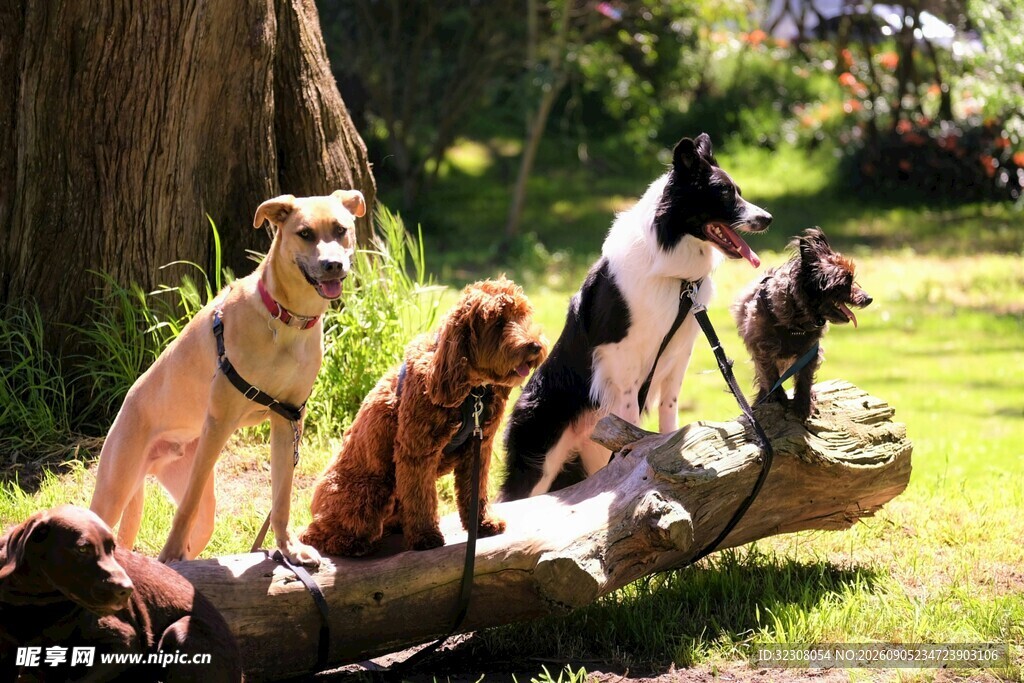 多只萌犬齐聚树干上