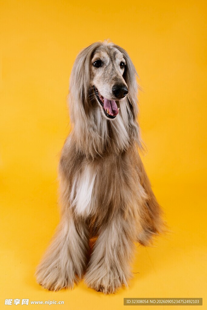 长毛猎犬坐于黄色背景前
