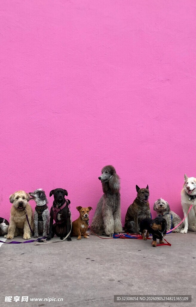 多彩萌犬排排站