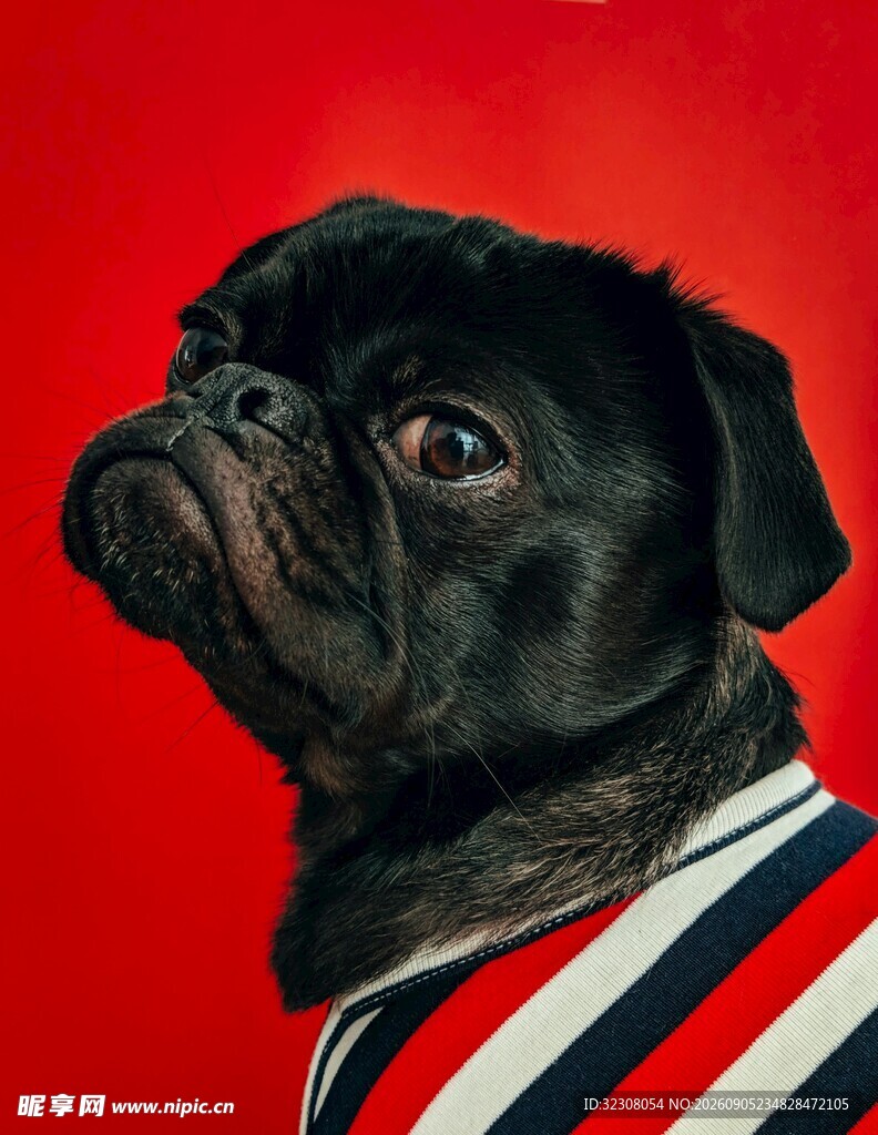 穿条纹衣的可爱黑巴哥犬