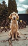 叼花的可爱金毛犬
