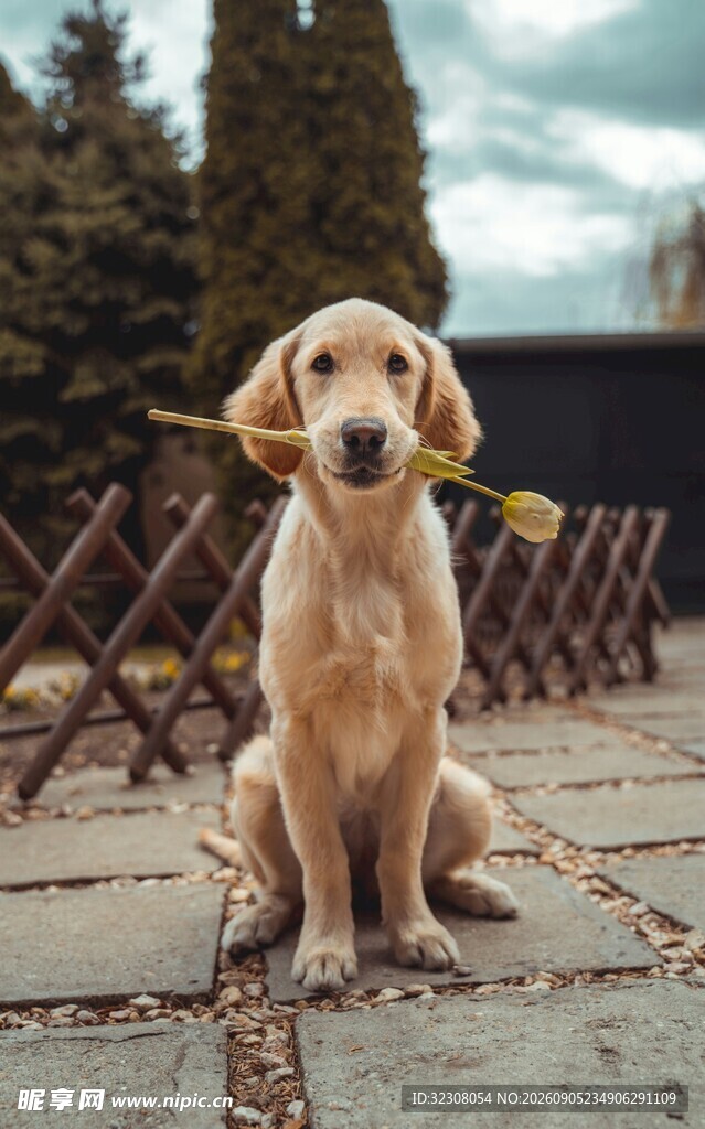 叼花的可爱金毛犬