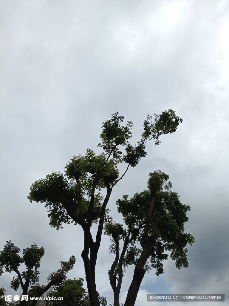 天空下的树梢剪影