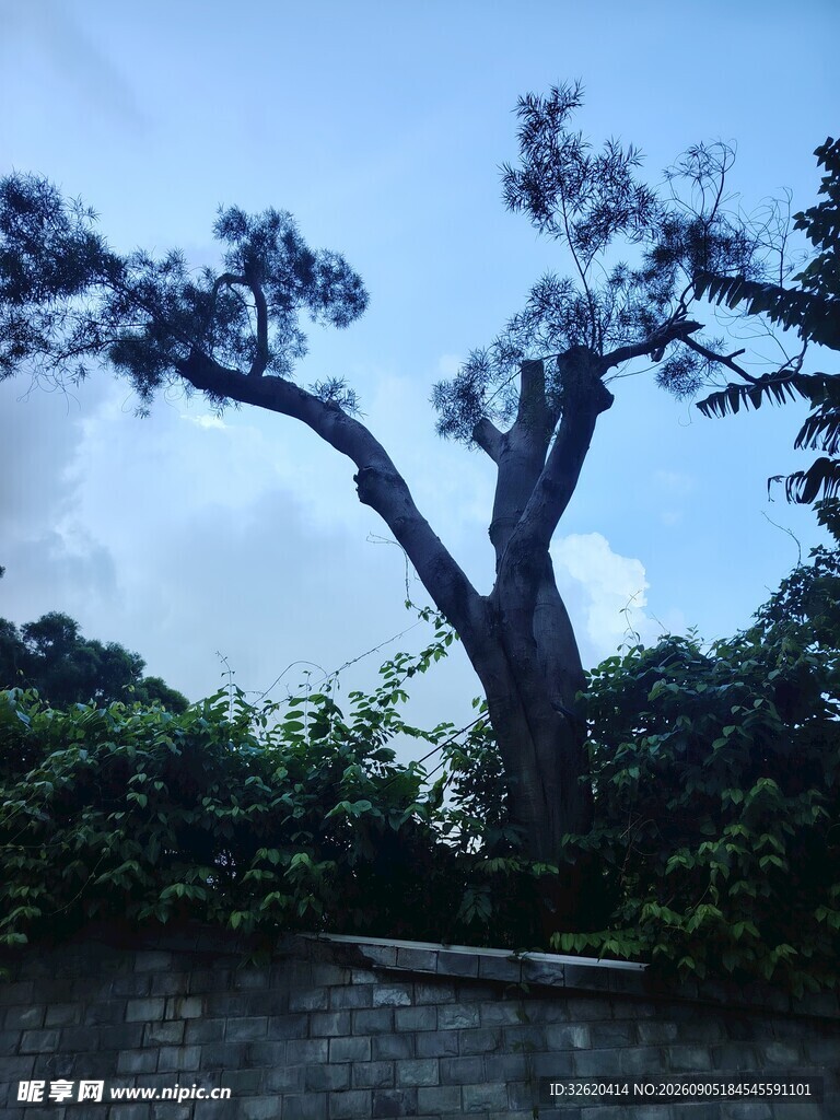 树木傲立