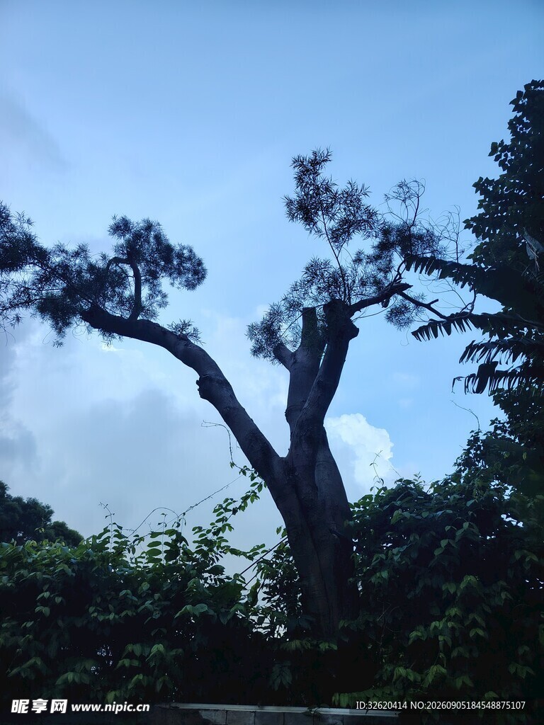 孤树挺立在葱郁林间