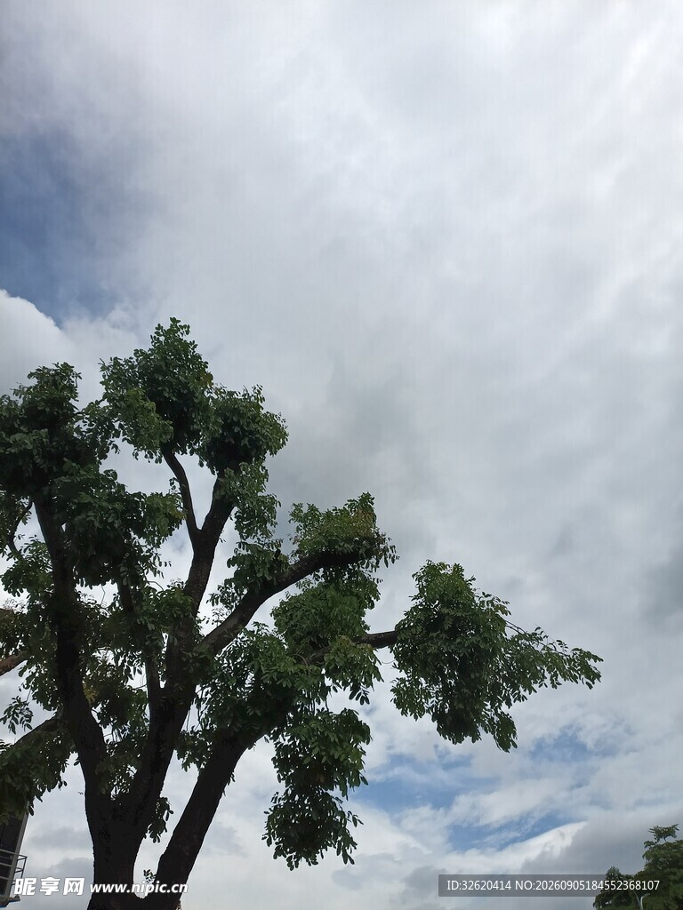 天空下的繁茂树木