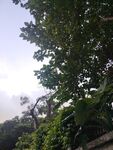 繁茂绿树与朦胧天空