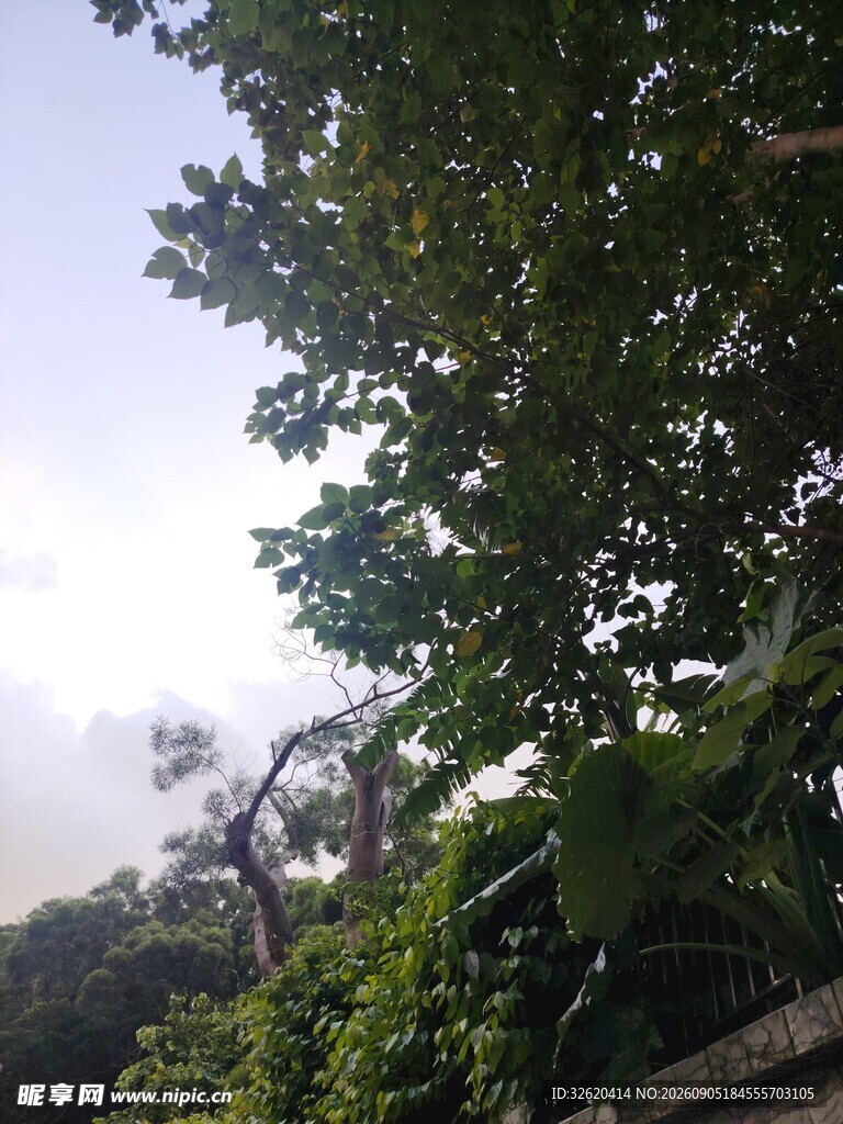 繁茂绿树与朦胧天空