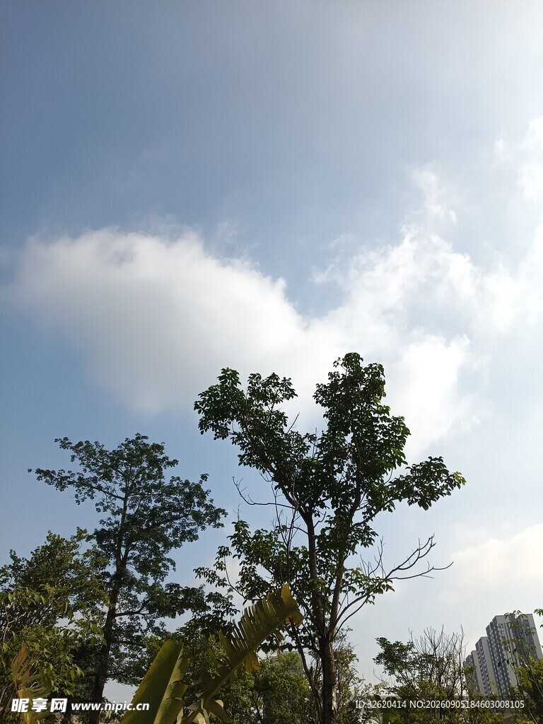 蓝天白云下的挺拔树木